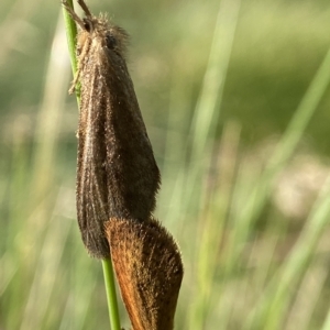 Fraus (genus) at Kosciuszko National Park, NSW - 14 Feb 2023