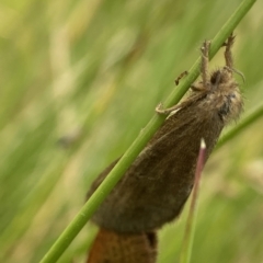 Fraus (genus) at Kosciuszko National Park, NSW - suppressed