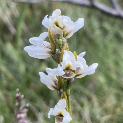 Paraprasophyllum alpestre (Mauve leek orchid) at Thredbo, NSW - 14 Feb 2023 by AJB