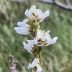 Prasophyllum alpestre (Mauve leek orchid) at Thredbo, NSW - 14 Feb 2023 by AJB