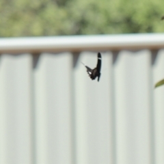 Papilio aegeus at Holt, ACT - 19 Feb 2023