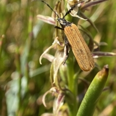 Pseudolycus sp. (genus) (Lycid-mimic oedemerid beetle) at Kosciuszko National Park, NSW - 14 Feb 2023 by AJB