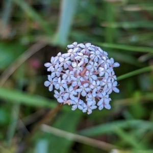 Trachymene humilis subsp. humilis at Nunniong, VIC - 18 Feb 2023