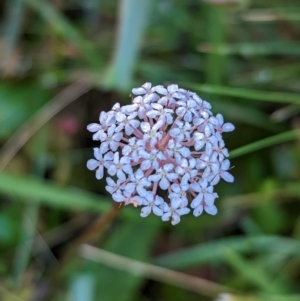 Trachymene humilis subsp. humilis at Nunniong, VIC - 18 Feb 2023 08:37 AM