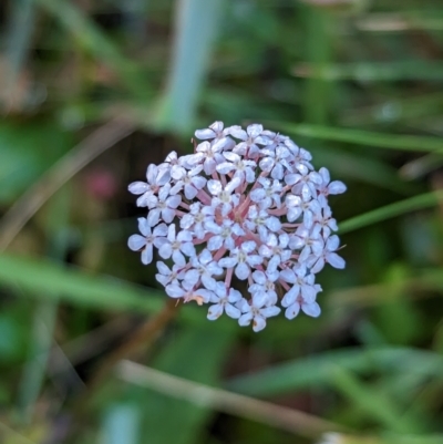 Trachymene humilis subsp. humilis (Alpine Trachymene) at Nunniong, VIC - 17 Feb 2023 by Darcy