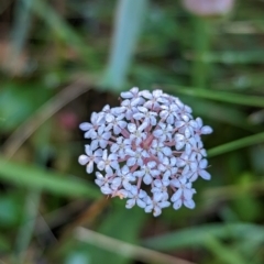 Trachymene humilis subsp. humilis at Nunniong, VIC - 18 Feb 2023