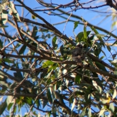Caligavis chrysops (Yellow-faced Honeyeater) at Nunniong, VIC - 17 Feb 2023 by Darcy