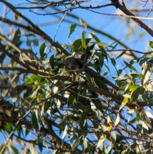 Caligavis chrysops at Nunniong, VIC - 18 Feb 2023 08:44 AM