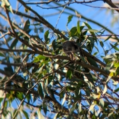Caligavis chrysops at Nunniong, VIC - 18 Feb 2023 08:44 AM