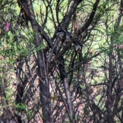 Rhipidura albiscapa (Grey Fantail) at Nunniong, VIC - 18 Feb 2023 by Darcy