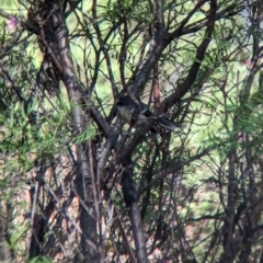 Rhipidura albiscapa at Nunniong, VIC - 18 Feb 2023