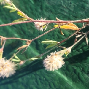 Trifolium arvense at Cotter River, ACT - 12 Feb 2023