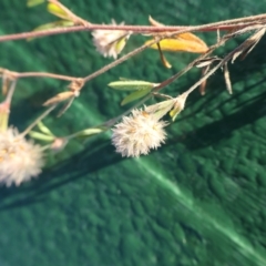 Trifolium arvense at Cotter River, ACT - 12 Feb 2023