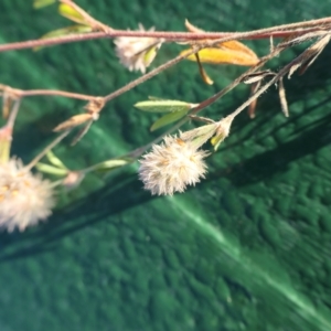 Trifolium arvense at Cotter River, ACT - 12 Feb 2023 07:56 AM