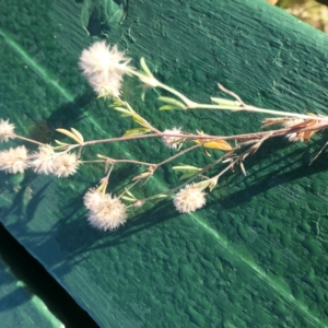 Trifolium arvense at Cotter River, ACT - 12 Feb 2023