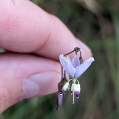 Arthropodium milleflorum (Vanilla Lily) at Nunniong, VIC - 17 Feb 2023 by Darcy