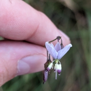 Arthropodium milleflorum at Nunniong, VIC - 18 Feb 2023