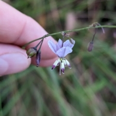Arthropodium milleflorum at Nunniong, VIC - 18 Feb 2023 09:08 AM