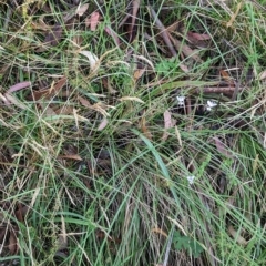 Arthropodium milleflorum at Nunniong, VIC - 18 Feb 2023