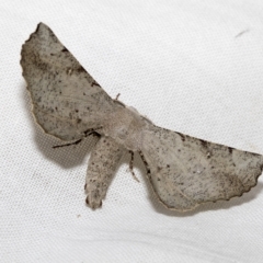Circopetes obtusata (Grey Twisted Moth) at Higgins, ACT - 19 Feb 2023 by AlisonMilton