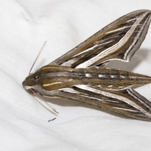 Hippotion celerio at Higgins, ACT - 19 Feb 2023