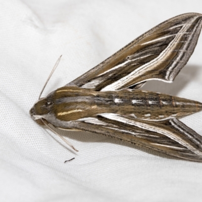 Hippotion celerio (Vine Hawk Moth) at Higgins, ACT - 19 Feb 2023 by AlisonMilton