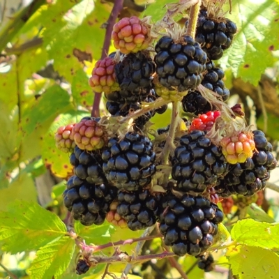 Rubus anglocandicans (Blackberry) at Mount Mugga Mugga - 19 Feb 2023 by Mike