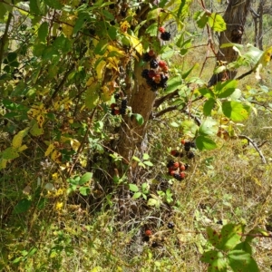 Rubus anglocandicans at O'Malley, ACT - 19 Feb 2023