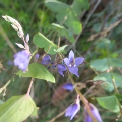 Veronica perfoliata (Digger's Speedwell) at Namadgi National Park - 11 Feb 2023 by jmcleod