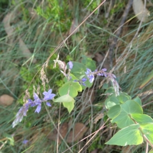 Veronica perfoliata at Cotter River, ACT - 12 Feb 2023 09:39 AM