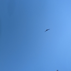 Hirundapus caudacutus (White-throated Needletail) at Nunniong, VIC - 17 Feb 2023 by Darcy