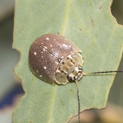 Paropsis aegrota (Eucalyptus Tortoise Beetle) at Kuringa Woodlands - 17 Feb 2023 by AlisonMilton