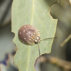 Paropsis aegrota at Fraser, ACT - 18 Feb 2023 09:46 AM