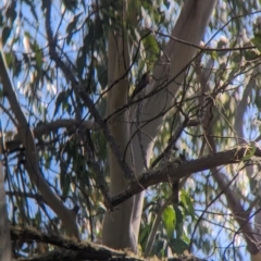 Myiagra cyanoleuca (Satin Flycatcher) at Nunniong, VIC - 18 Feb 2023 by Darcy