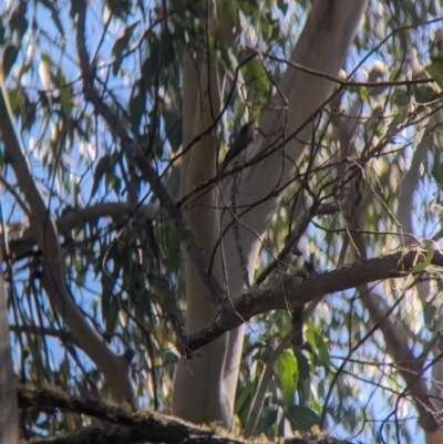 Myiagra cyanoleuca (Satin Flycatcher) at Nunniong, VIC - 17 Feb 2023 by Darcy