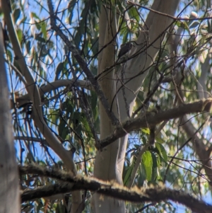 Myiagra cyanoleuca at Nunniong, VIC - 18 Feb 2023