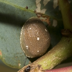 Paropsis aegrota (Eucalyptus Tortoise Beetle) at Hawker, ACT - 19 Feb 2023 by AlisonMilton