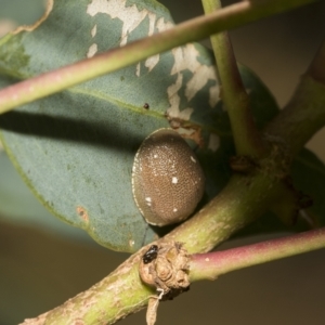 Paropsis aegrota at Hawker, ACT - 19 Feb 2023