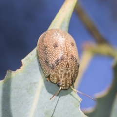 Paropsis atomaria (Eucalyptus leaf beetle) at Kuringa Woodlands - 17 Feb 2023 by AlisonMilton