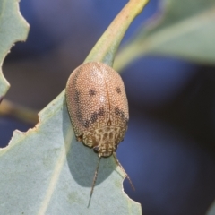 Paropsis atomaria at Fraser, ACT - 18 Feb 2023