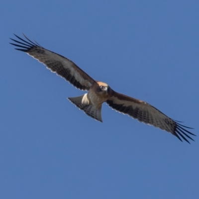 Hieraaetus morphnoides (Little Eagle) at Acton, ACT - 18 Feb 2023 by rawshorty