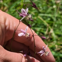 Arthropodium milleflorum (Vanilla Lily) at Alpine National Park - 18 Feb 2023 by Darcy