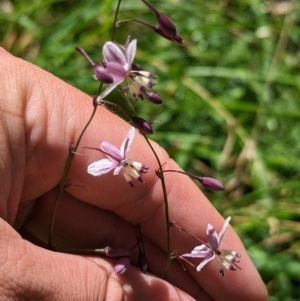 Arthropodium milleflorum at Dinner Plain, VIC - 18 Feb 2023 01:34 PM