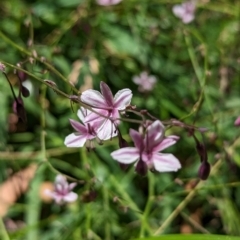 Arthropodium milleflorum at Dinner Plain, VIC - 18 Feb 2023 01:34 PM