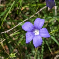 Wahlenbergia gloriosa (Royal Bluebell) at Dargo, VIC - 18 Feb 2023 by Darcy
