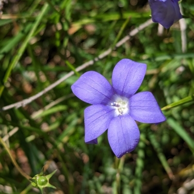 Wahlenbergia gloriosa (Royal Bluebell) at Alpine National Park - 18 Feb 2023 by Darcy