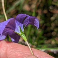 Wahlenbergia gloriosa at Dargo, VIC - 18 Feb 2023 02:04 PM