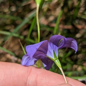 Wahlenbergia gloriosa at Dargo, VIC - 18 Feb 2023