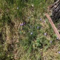 Wahlenbergia gloriosa at Dargo, VIC - 18 Feb 2023 02:04 PM