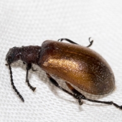 Ecnolagria grandis (Honeybrown beetle) at Kuringa Woodlands - 17 Feb 2023 by AlisonMilton